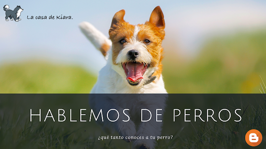 Hablemos de Perros