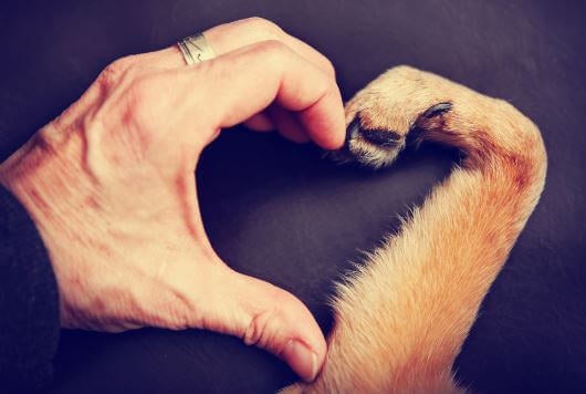 La necesidades emocionales que tienen nuestros perros.