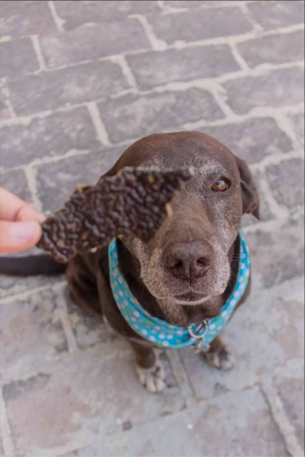 Liver la vida loca / Hígado de res deshidratado