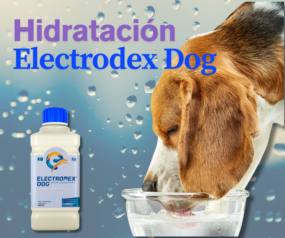 Electrodex Dog / Sabor Res / Electrolitos para perro 625 ml.
