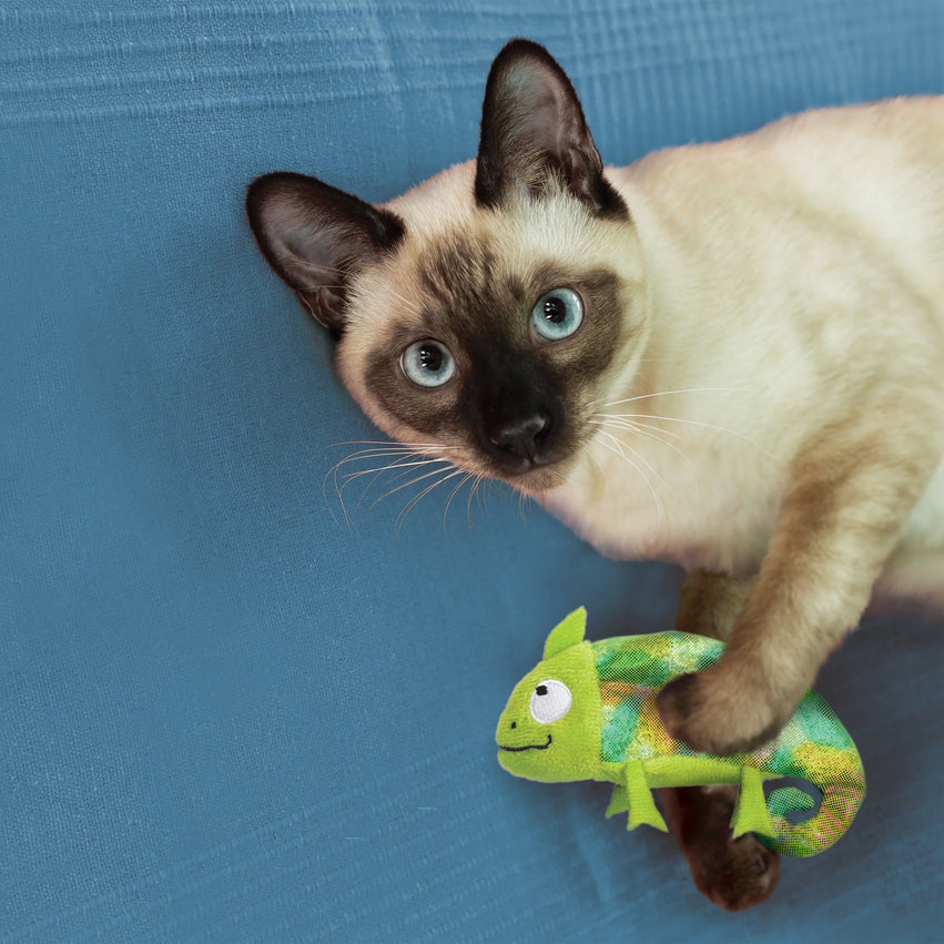 Catarina Rellenable para Gatos de Kong