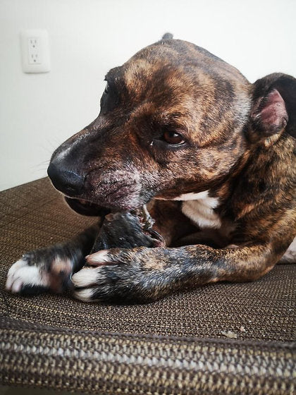 Spleen-dido conito / Pezuña de res rellena con bazo