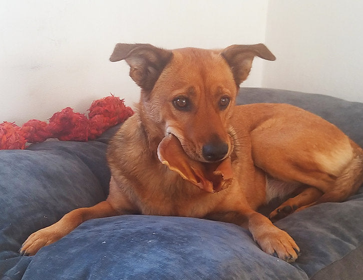 Puerquito chew / Orejas de cerdo deshidratadas