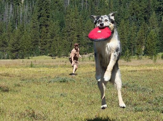 Hover Craft™ Disco para perros Sockeye Red Ruffwear® (4664932532360)