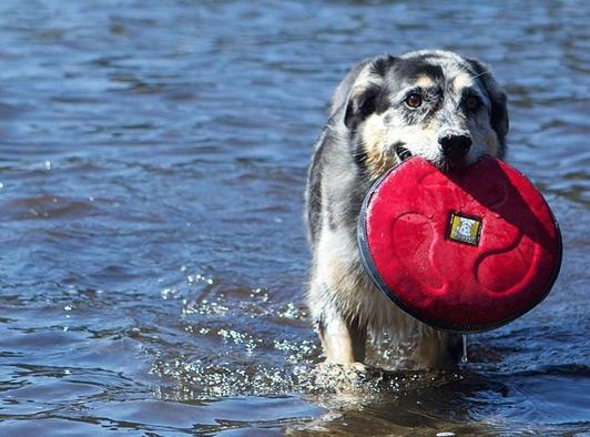 Hover Craft™ Disco para perros Sockeye Red Ruffwear® (4664932532360)