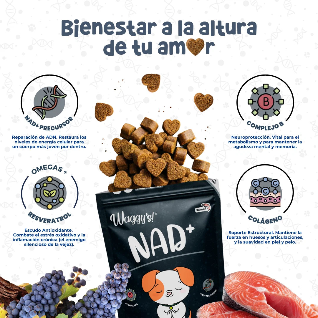 Waggy’s NAD+ – Suplemento de Vitalidad y Envejecimiento Saludable para Perros
