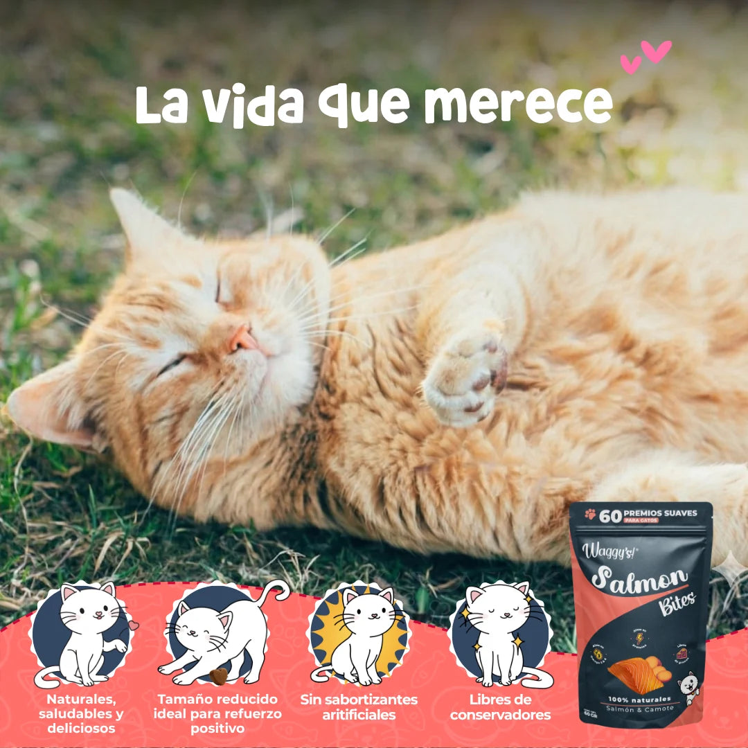 Waggy’s Bites Salmón para Gatos – Premios Naturales y Nutritivos