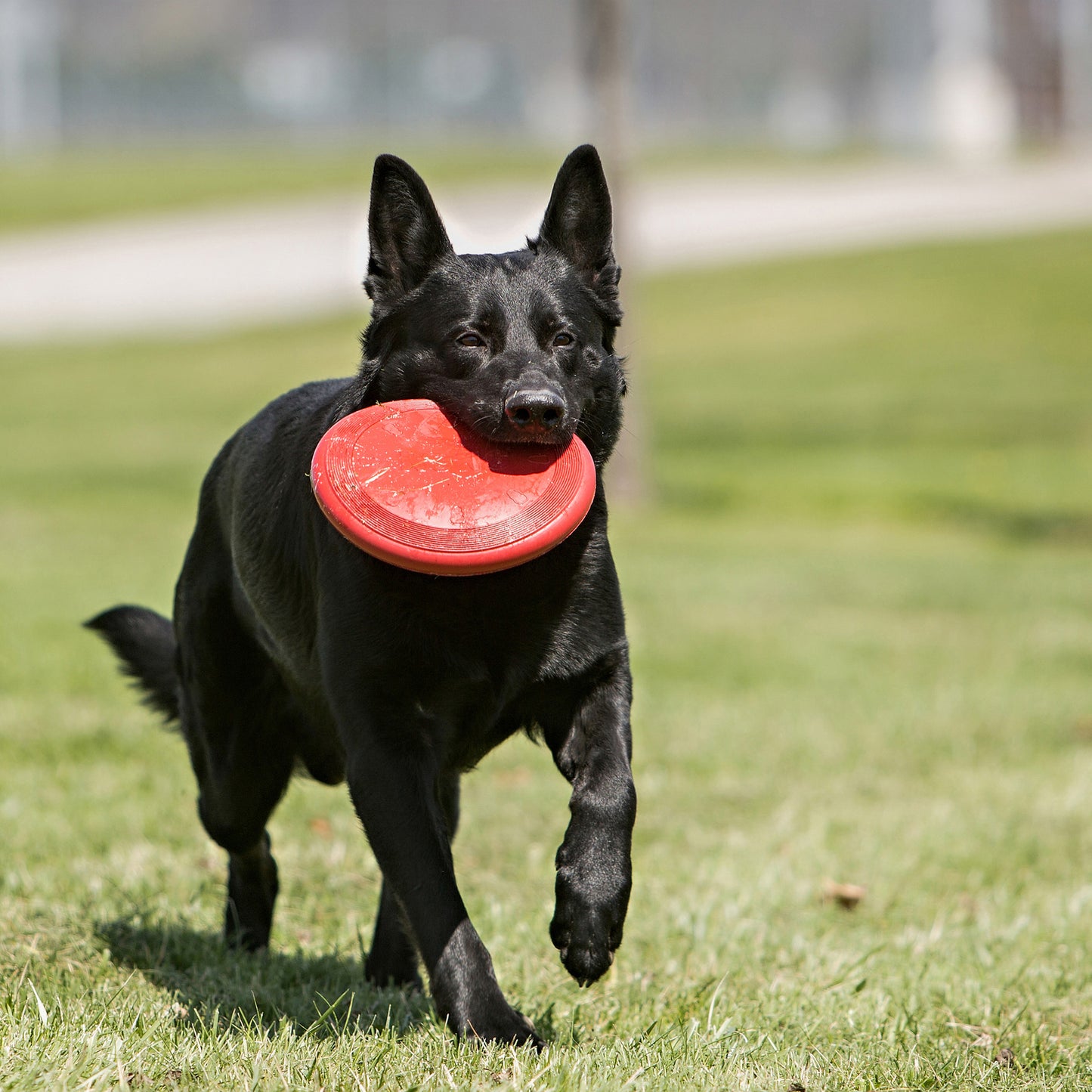 Frisbee para perro / Kong Flyer / Grande