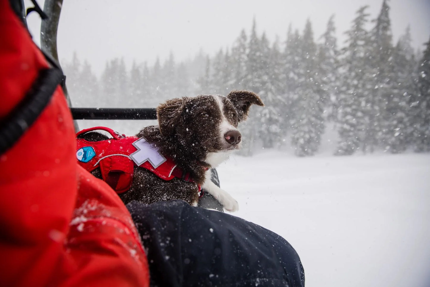 Web Master Harness® / Pechera Multiusos con Asa / Rojo (Red Sumac) / Ruffwear