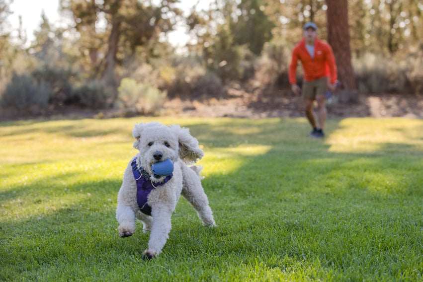 Huckama® Pelota para Aventar / Purpura (Heliotrope Purple) / Ruffwear®