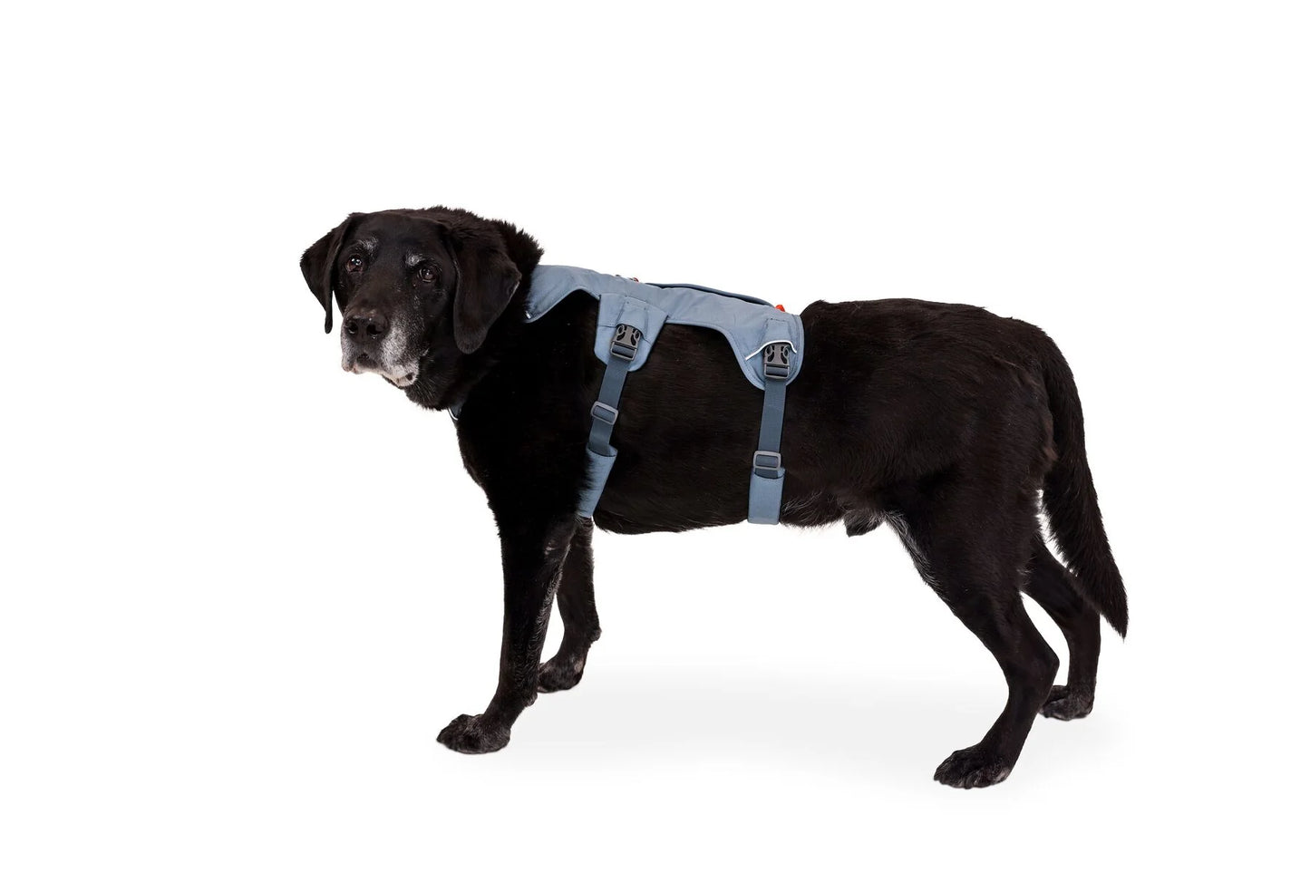 Web Master Harness® / Pechera Multiusos con Asa / Azul Piedra (Blue Slate) / Ruffwear