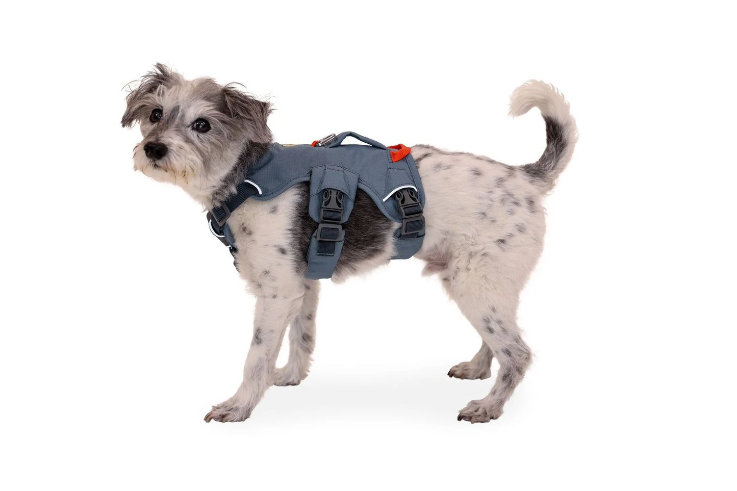 Web Master Harness® / Pechera Multiusos con Asa / Azul Piedra (Blue Slate) / Ruffwear