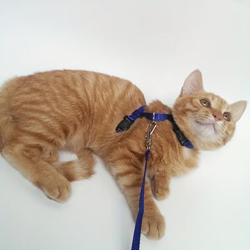 Conjunto de arnés y correa para gatos