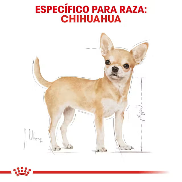 Royal Canin Chihuahua Adulto - Croquetas