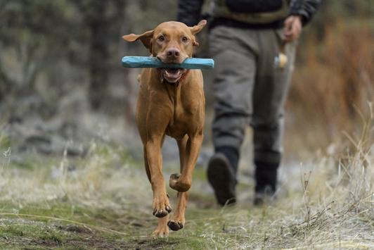 Gnawt-a-Stick® Juguete para Perros Ruffwear® (4664958124168)