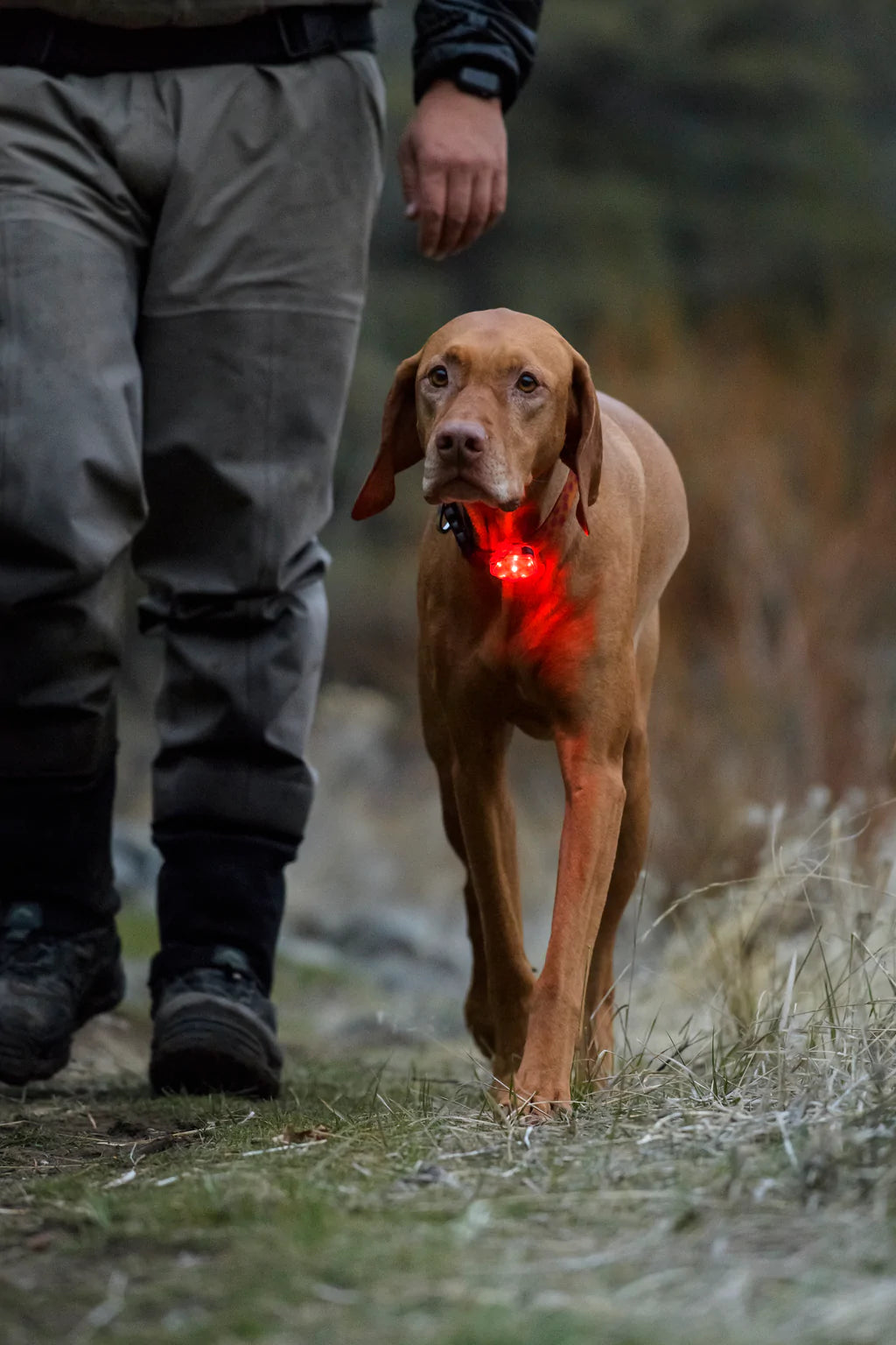 The Beacon Luz LED de Seguridad Recargable / Ruffwear