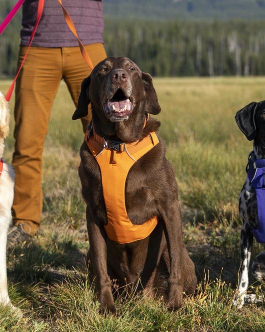 Collar para Perros Front Range® Red Sumac Ruffwear (4665078874248)