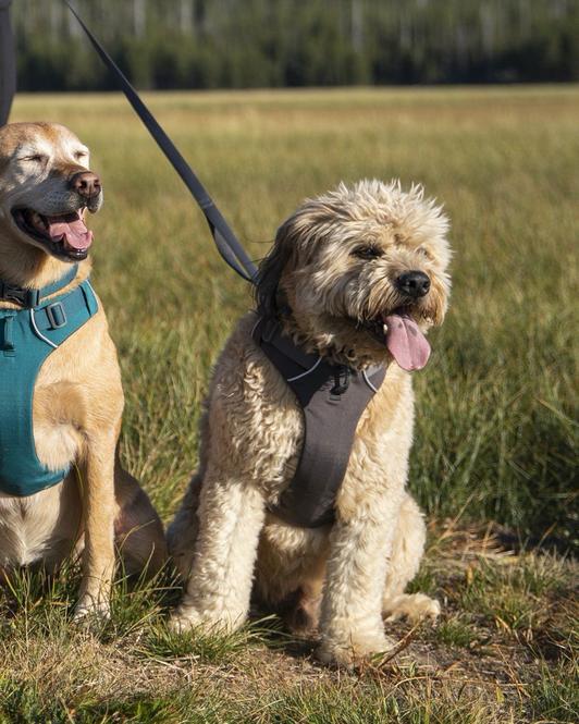 Collar para Perros Front Range® Tumalo Teal Ruffwear (4665082609800)