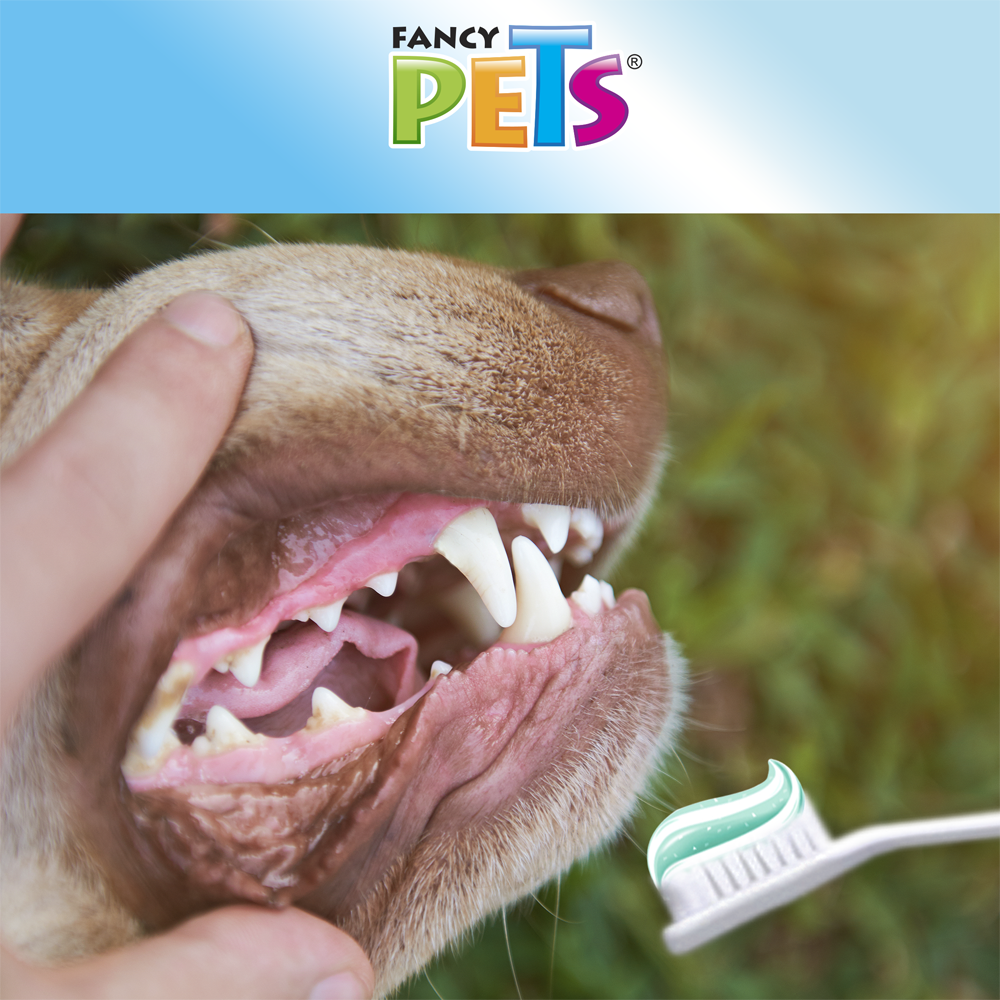 Kit limpieza dental / Fancy pets