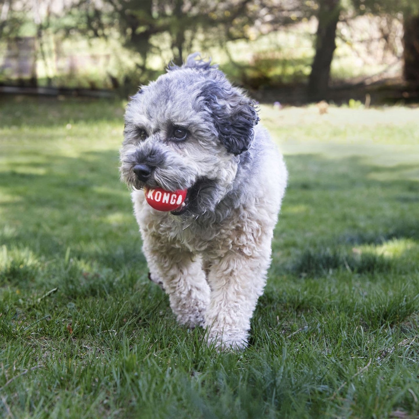 Pelota para perro / Kong / 2 pz