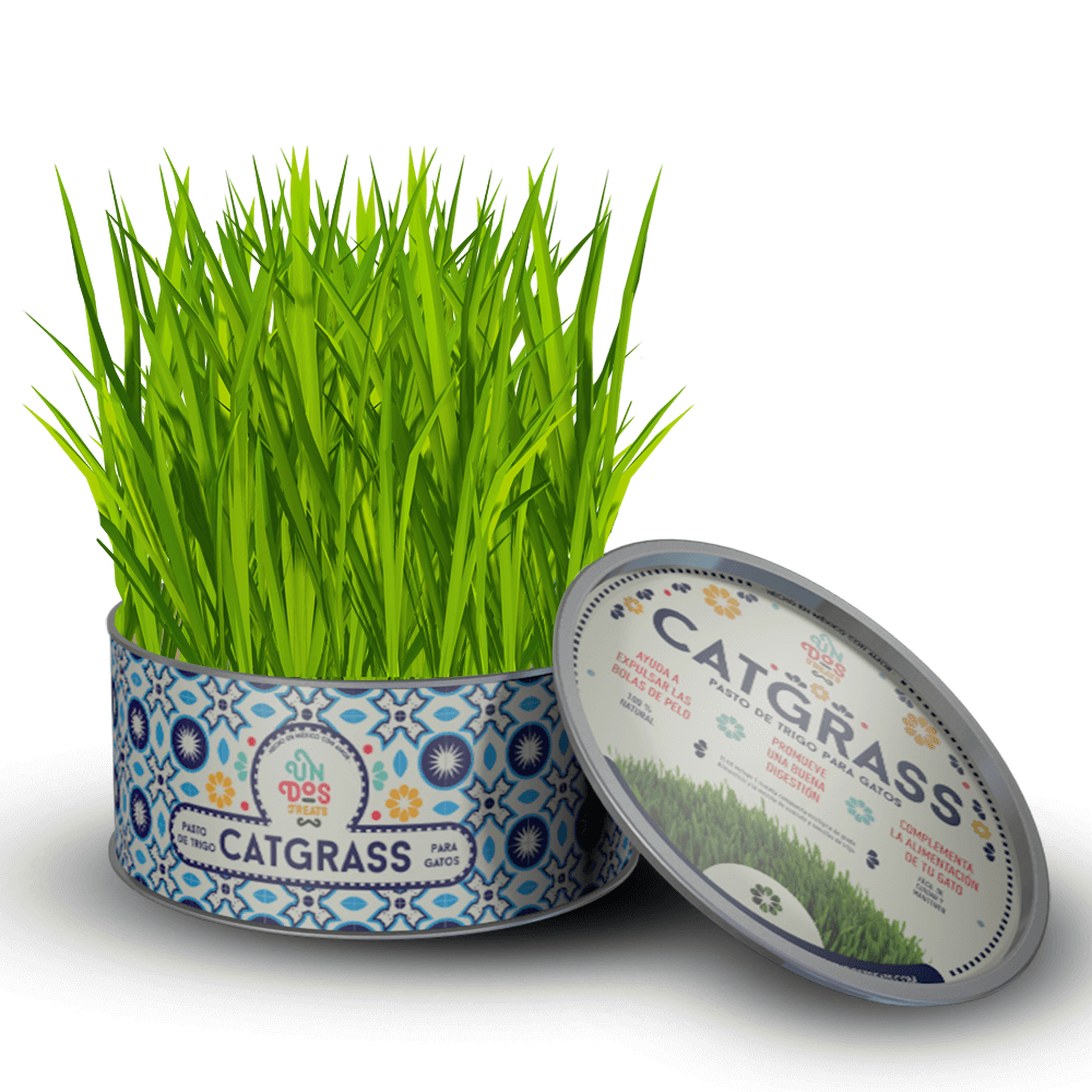 Cat Grass / pasto para gatos