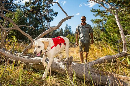 Arnés Web Master Red Currant de Ruffwear (4664813224072)