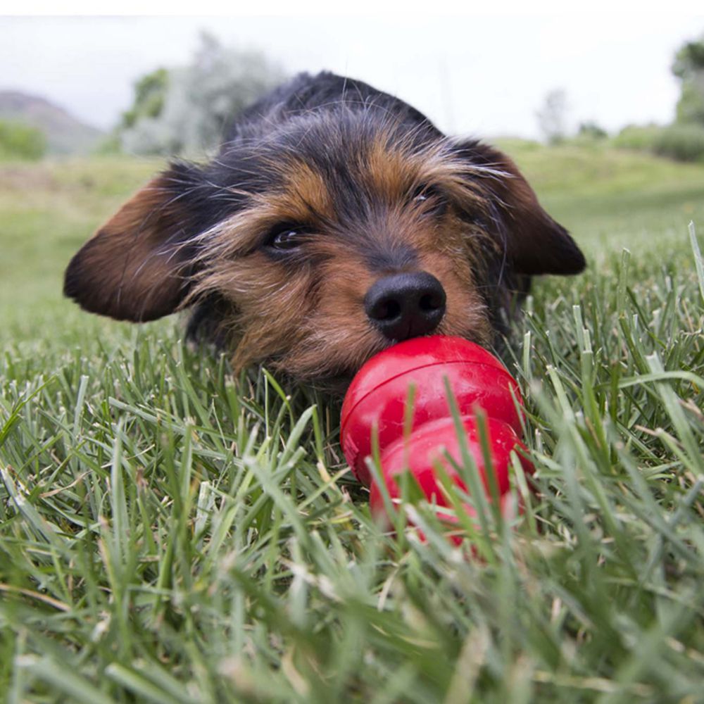 Kong Easy treat sabor Hígado para cachorro (5469807804583)