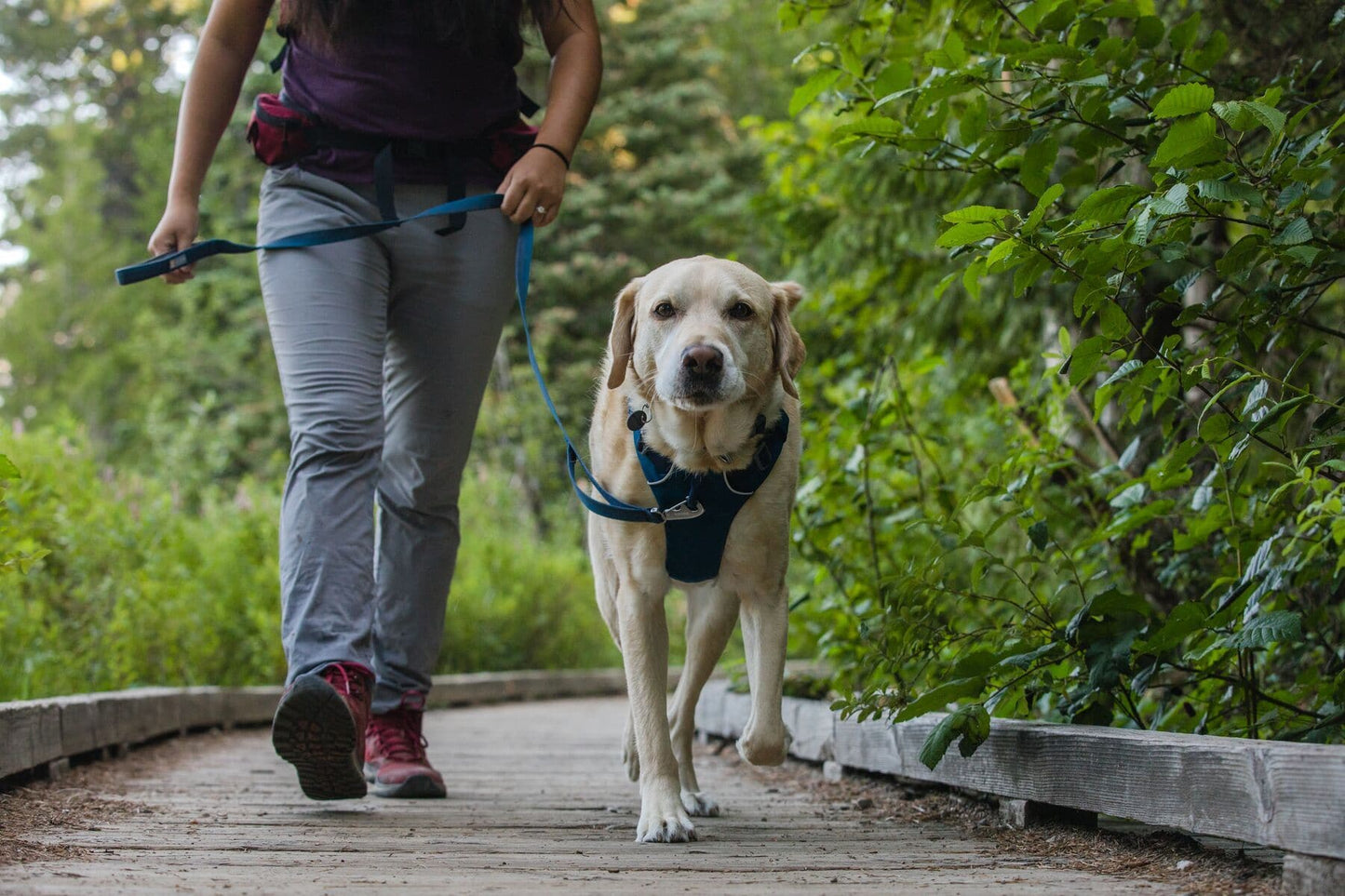 Correa para Perros Front Range™ Blue Moon