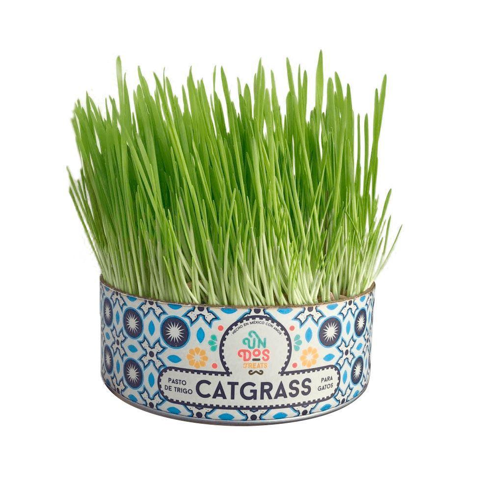 Cat Grass / pasto para gatos