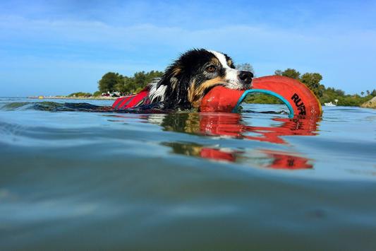 Hydro Plane™ Disco para perros Blue Atoil Flota en el Agua!! Ruffwear® (4664944984200)