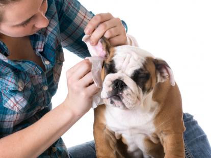 Líquido Limpiador de Oídos para Perros y Gatos 115 Ml., Golden Dog