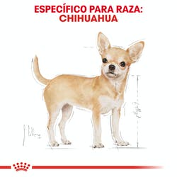 Royal canin Chihuahua Adulto (5782282829991)