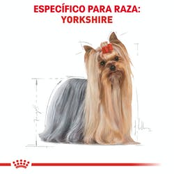 Royal Canin Yorkshire Terrier Adulto (5782304063655)