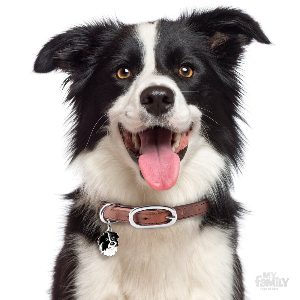 Placa / My Family / Border Collie